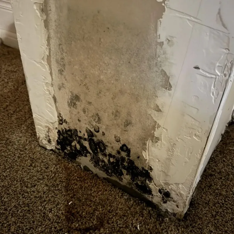 Professional Mold Removal in Lyon County, NV